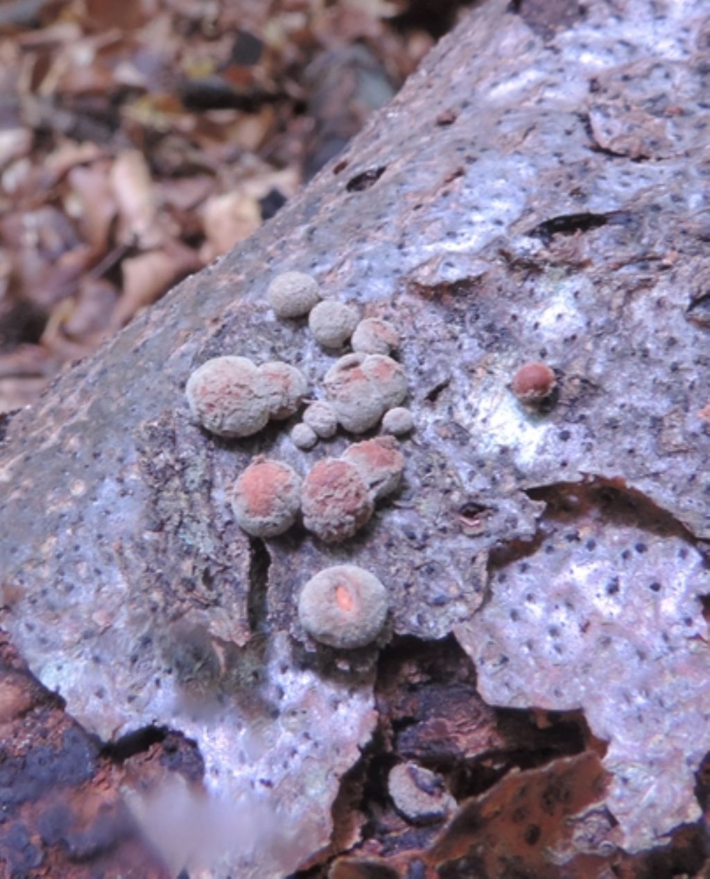 Tondi,piccoli e sporchi